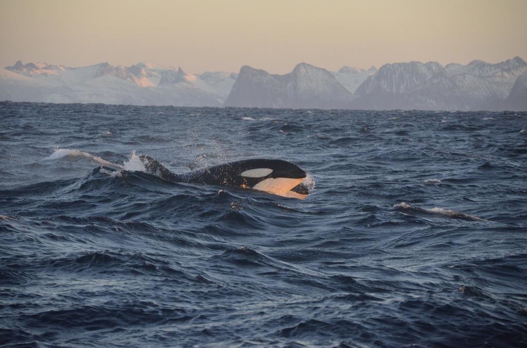 Fornes Fjord Houseヴィラ エクステリア 写真